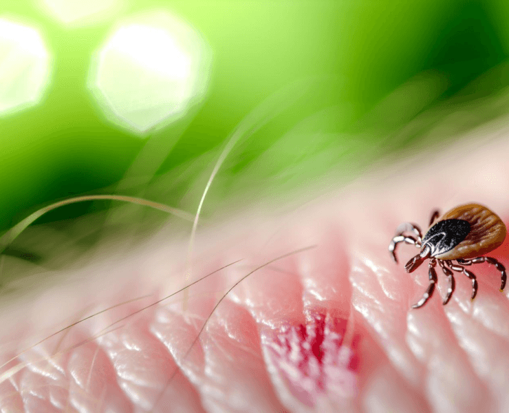 Objawy i Leczenie Boreliozy: Kompleksowy Przewodnik szybkoo.pl